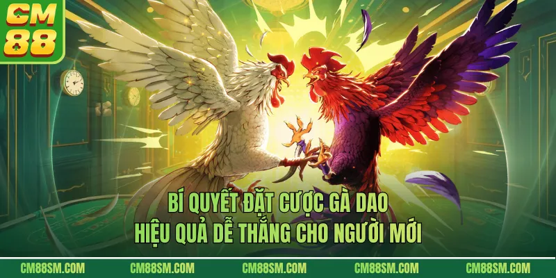 Bí quyết đặt cược gà dao hiệu quả dễ thắng cho người mới